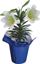 Turkey product image.
