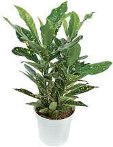 Best plant selection in town! product image.