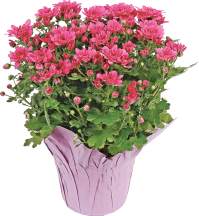 Mums product image.