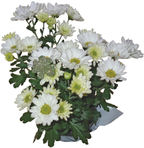 Mums product image.