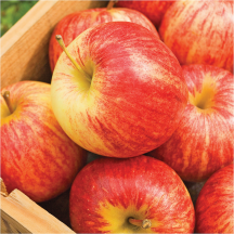 Gala product image.