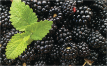 Blackberries product image.