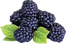 6 oz. pkg. Fresh product image.