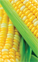 Corn on the Cob product image.