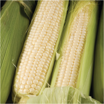 Corn product image.