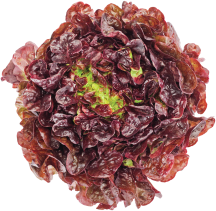 Lettuce product image.