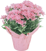 Mums product image.