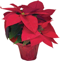 Poinsettias product image.