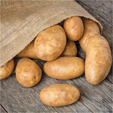 Russet product image.