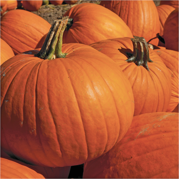 Halloween Pumpkins product image.