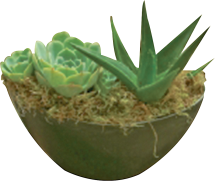 Best plant selection in town! product image.