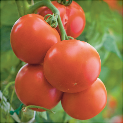 Tomatoes product image.