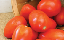 Roma product image.